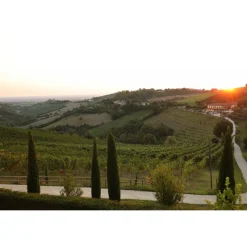 Acetaia Sereni - Classic Tour - Balsamic Vinegar of Modena D.O.P. - Experiences - Guided Tour and Tasting - Daily - Avvenice