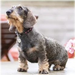 B Wilde Collection - Cabo Leash - Pink - Cabo Collection - Leather Leash - High Quality Luxury - Avvenice