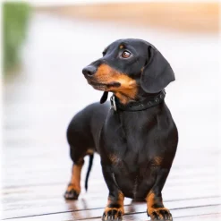 B Wilde Collection - Cabo Collar - Black - Cabo Collection - Leather Collar - High Quality Luxury - Avvenice