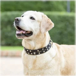 B Wilde Collection - Cairo Collar - Onyx - Cairo Collection - Leather Collar - High Quality Luxury - Avvenice