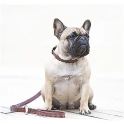 B Wilde Collection - Coco Leash - Coco Collection - Crocodile Leash - High Quality Luxury - Avvenice