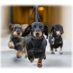 B Wilde Collection - Set Cabo - Collar & Leash - Turquoise - Cabo Collection - Leather Collar - High Quality Luxury - Avvenice