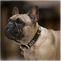 B Wilde Collection - Sparky Collar - Sparky Collection - Leather Collar - High Quality Luxury - Avvenice
