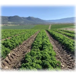 BioOrto - Organic Kale Pesto with Garlic - Organic Preserved Foods - 180 g - Avvenice