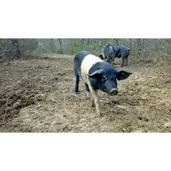 Castello di Meleto - Castle Storytelling - History - Art - Wine - 4 Days 3 Nights - Avvenice