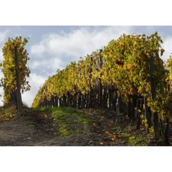 Castello di Meleto - Castle Storytelling - History - Art - Wine - 4 Days 3 Nights - Avvenice