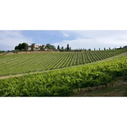 Castello di Meleto - Feeling The Silence of Wine and Relaxation - History - Art - 6 Days 5 Nights - Avvenice