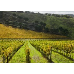 Castello di Meleto - Regenerate at The Castle - Beauty - Relax - History - Art - 6 Days 5 Nights - Avvenice