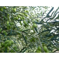 Conte Spagnoletti Zeuli - Tour Zeuli - Guided Tour of the XVIII Cellar, Olive Oil Plant, Vineyards and Olives - Daily - Avvenice