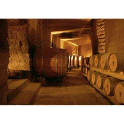 Conte Spagnoletti Zeuli - Tour Zeuli - Guided Tour of the XVIII Cellar, Olive Oil Plant, Vineyards and Olives - Daily - Avvenice