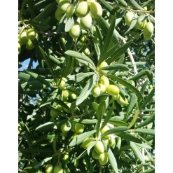 Conte Spagnoletti Zeuli - Tour Onofrio - Guided Tour of the XVIII Cellar, Olive Oil Plant, Vineyards and Olives - Daily - Avvenice