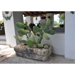 Conte Spagnoletti Zeuli - Tour Onofrio - Guided Tour of the XVIII Cellar, Olive Oil Plant, Vineyards and Olives - Daily - Avvenice