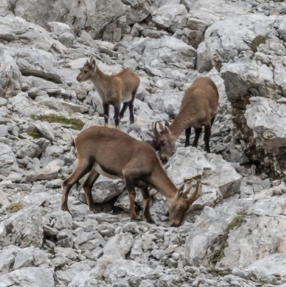 Cortina 360 - Luxury Indoor Summer Experience - Cortina Dolomites UNESCO - Exclusive Experiences - Daily - Avvenice