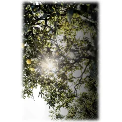 Dior - Eau Sauvage - Eau de Toilette - Luxury Fragrances - 200 ml - Avvenice