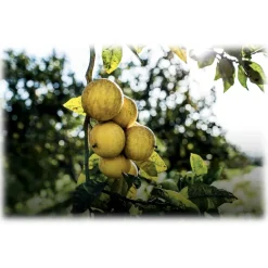 Dior - Eau Sauvage - Eau de Toilette - Luxury Fragrances - 50 ml - Avvenice