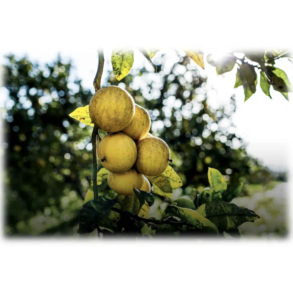 Dior - Eau Sauvage - Eau de Toilette - Luxury Fragrances - 100 ml - Avvenice