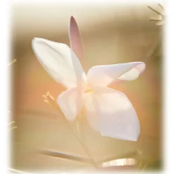 Dior - J'Adior - Eau de Parfum - Luxury Fragrances - 100 ml - Avvenice