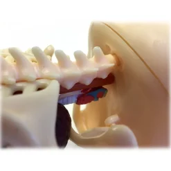 Fame Master - Gummi Bear - Green - 4D Master - Mighty Jaxx - Jason Freeny - Body Anatomy - XX Ray - Art Toys - Avvenice