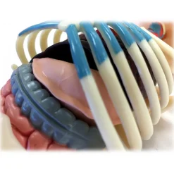 Fame Master - Gummi Bear - Green - 4D Master - Mighty Jaxx - Jason Freeny - Body Anatomy - XX Ray - Art Toys - Avvenice