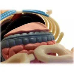 Fame Master - Gummi Bear - Orange - 4D Master - Mighty Jaxx - Jason Freeny - Body Anatomy - XX Ray - Art Toys - Avvenice