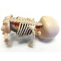 Fame Master - Gummi Bear - Classic - 4D Master - Mighty Jaxx - Jason Freeny - Body Anatomy - XX Ray - Art Toys - Avvenice