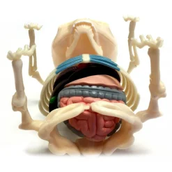 Fame Master - Gummi Bear - Classic - 4D Master - Mighty Jaxx - Jason Freeny - Body Anatomy - XX Ray - Art Toys - Avvenice