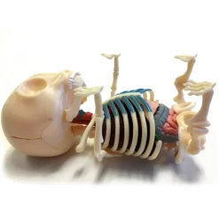 Fame Master - Gummi Bear - Classic - 4D Master - Mighty Jaxx - Jason Freeny - Body Anatomy - XX Ray - Art Toys - Avvenice