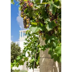 Furnirussi Tenuta - Relax - 3 Days 2 Nights - Avvenice