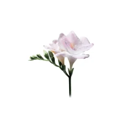 Giorgio Armani - Sì Eau De Parfum - Aromatic with Hints of Rose - Luxury Fragrances - 50 ml - Avvenice