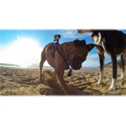GoPro - Fetch - Dog Harness - GoPro Accessories - Avvenice