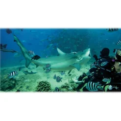 GoPro - Magenta Dive Filter for Standard + Blackout + Camo Housing - GoPro Accessories - Avvenice