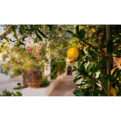 La Peschiera - Il Melograno - Apulian Country & Sea Experience - 6 Days 5 Nights - Avvenice