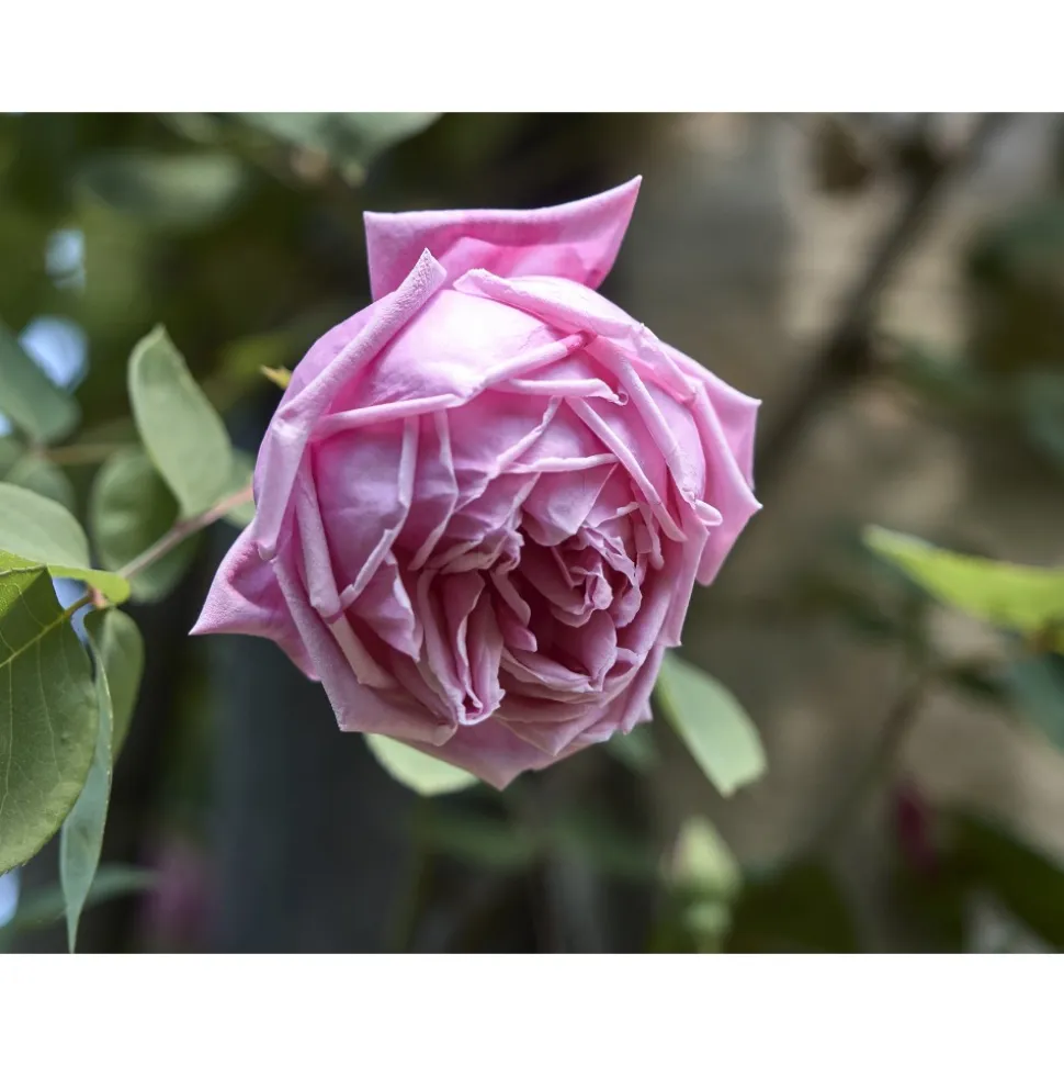 Le Dimore del Borgo - Discovering Borgo del Balsamico - 4 Days 3 Nights - Glicine Suite - 4 Persons - Vinegar Experience - Avvenice