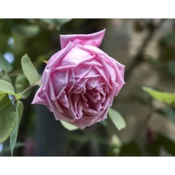 Le Dimore del Borgo - Discovering Borgo del Balsamico - 4 Days 3 Nights - Cortina Suite - 2 Persons - Vinegar Experience - Avvenice