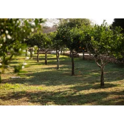 Masseria Mongiò dell'Elefante - Exclusive Puglia - Suite - Salento - Baia dei Turchi - 4 Days 3 Nights - Avvenice