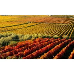 Massimago Wine Relais - MasterChef Experience - 3 Days 2 Nights - Avvenice