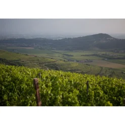 Massimago Wine Relais - Valpolicella Relax Experience - 3 Days 2 Nights - Avvenice