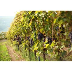 Massimago Wine Relais - Valpolicella Relax Experience - 3 Days 2 Nights - Avvenice