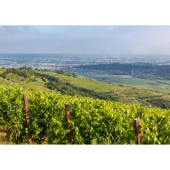 Massimago Wine Relais - Valpolicella Wine & Relax - Apartment - 4 Persons - 3 Days 2 Nights - Avvenice