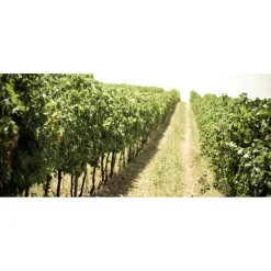 Massimago Wine Relais - Valpolicella Wine & Relax - Apartment - 4 Persons - 3 Days 2 Nights - Avvenice