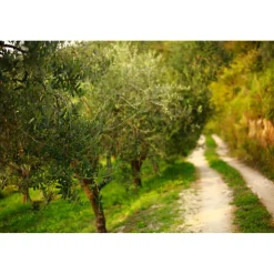 Massimago Wine Relais - Valpolicella Relax Experience - 5 Days 4 Nights - Avvenice