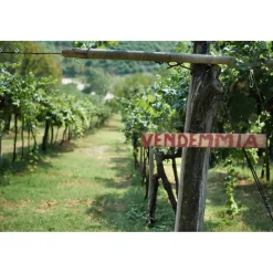 Massimago Wine Relais - Wine Tasting & Nature - 4 Days 3 Nights - Avvenice