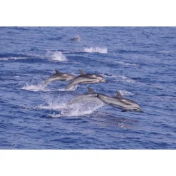 Monte Carlo Travel 1985 - Ferrari SF 90 Stradale - Supercar - Monte-Carlo - Cannes - Exclusive Luxury - Avvenice