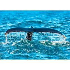 Monte Carlo Travel 1985 - Yacht Excursion - St Tropez Islands - Côte d'Azur - Cannes - France - Exclusive Luxury - Avvenice