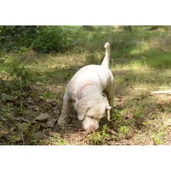 Savini Tartufi - Truffle Discovery - Truffle Experience - Guided Tour, Truffle Hunt and Tasting - Daily - Avvenice