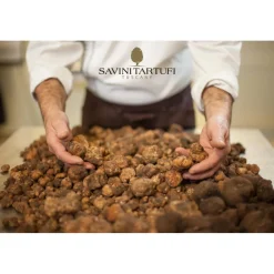Savini Tartufi - Truffle Discovery - Truffle Experience - Guided Tour, Truffle Hunt and Tasting - Daily - Avvenice