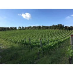 Tenuta l'Impostino - Taste and Tradition - 4 Days 3 Nights - Avvenice