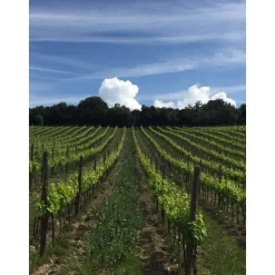 Tenuta l'Impostino - Taste and Tradition - 4 Days 3 Nights - Avvenice