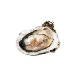 Wilde Wadoesters - Wild Oysters - 100 - Handpicked on the Wadden Sea - UNESCO World Heritage Site - Avvenice