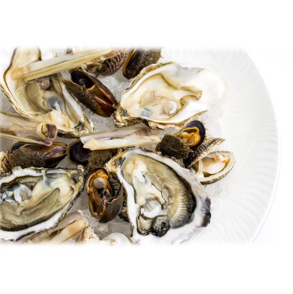 Wilde Wadoesters - Wild Oysters - 100 - Handpicked on the Wadden Sea - UNESCO World Heritage Site - Avvenice